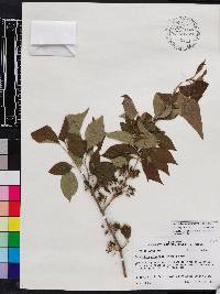 Forestiera acuminata image