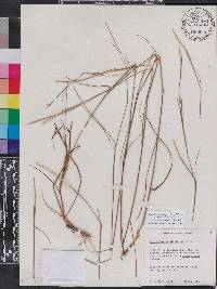 Schizachyrium sanguineum var. hirtiflorum image