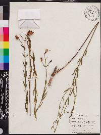 Rhexia alifanus image