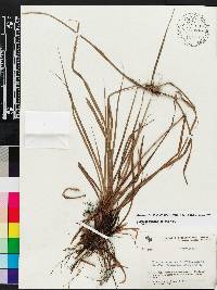 Cyperus cornelii-ostenii image