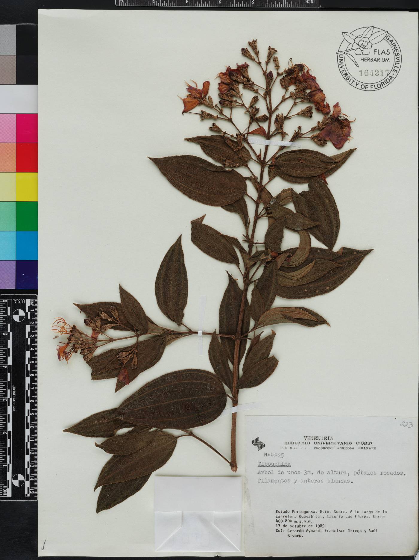 Andesanthus image