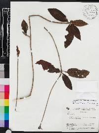 Image of Rosenbergiodendron longiflorum