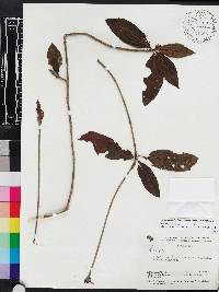Media resource of Rosenbergiodendron longiflorum