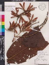 Triplaris dugandii image