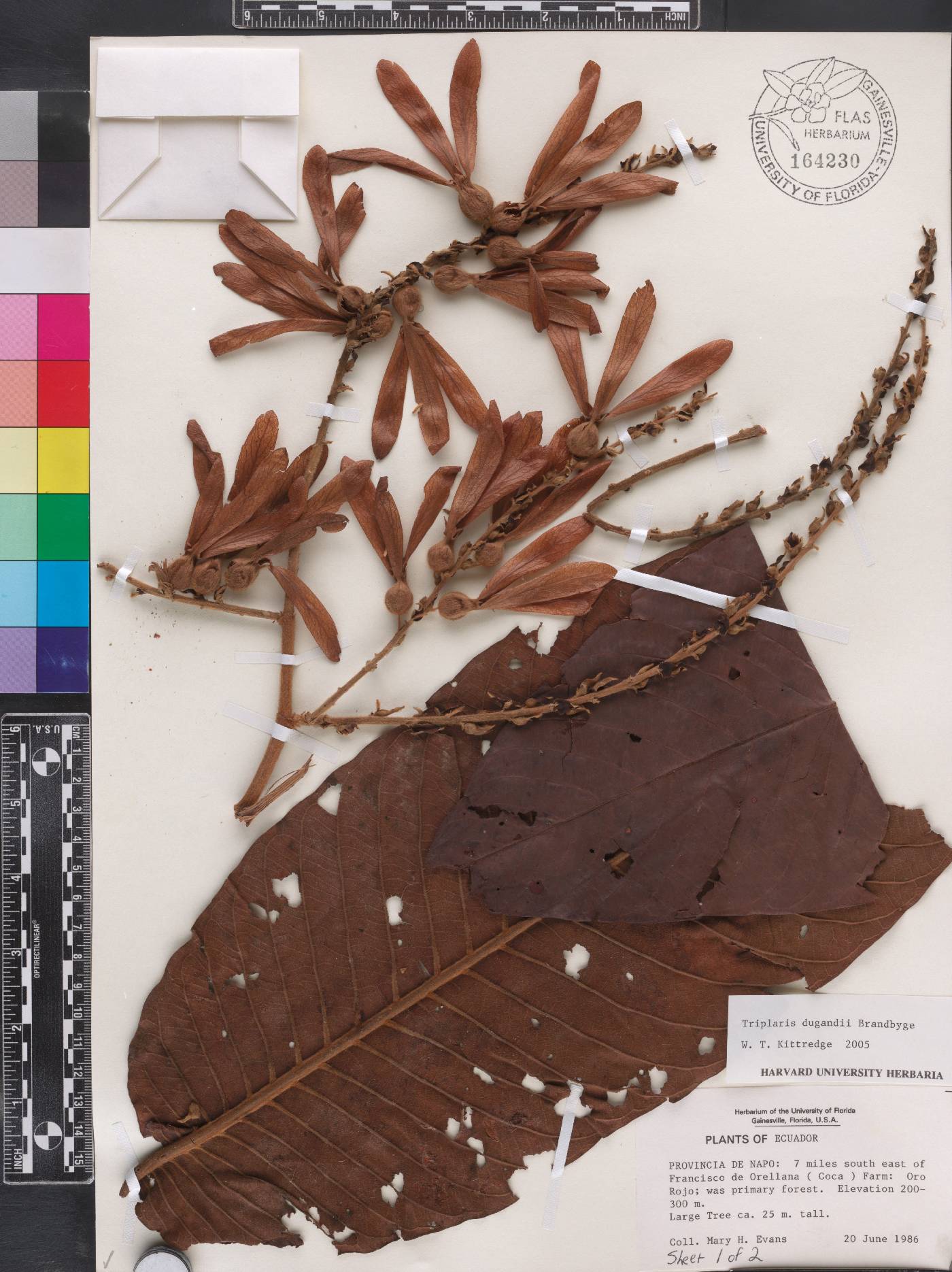 Triplaris dugandii image