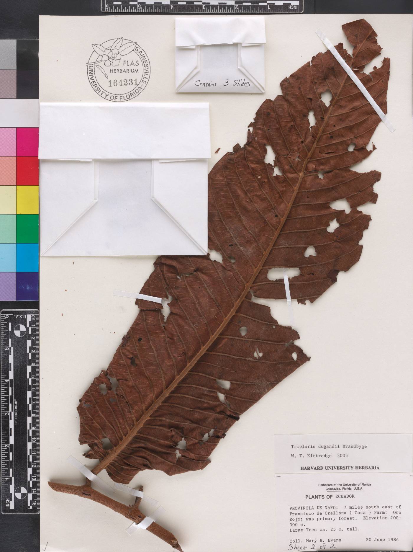 Triplaris dugandii image