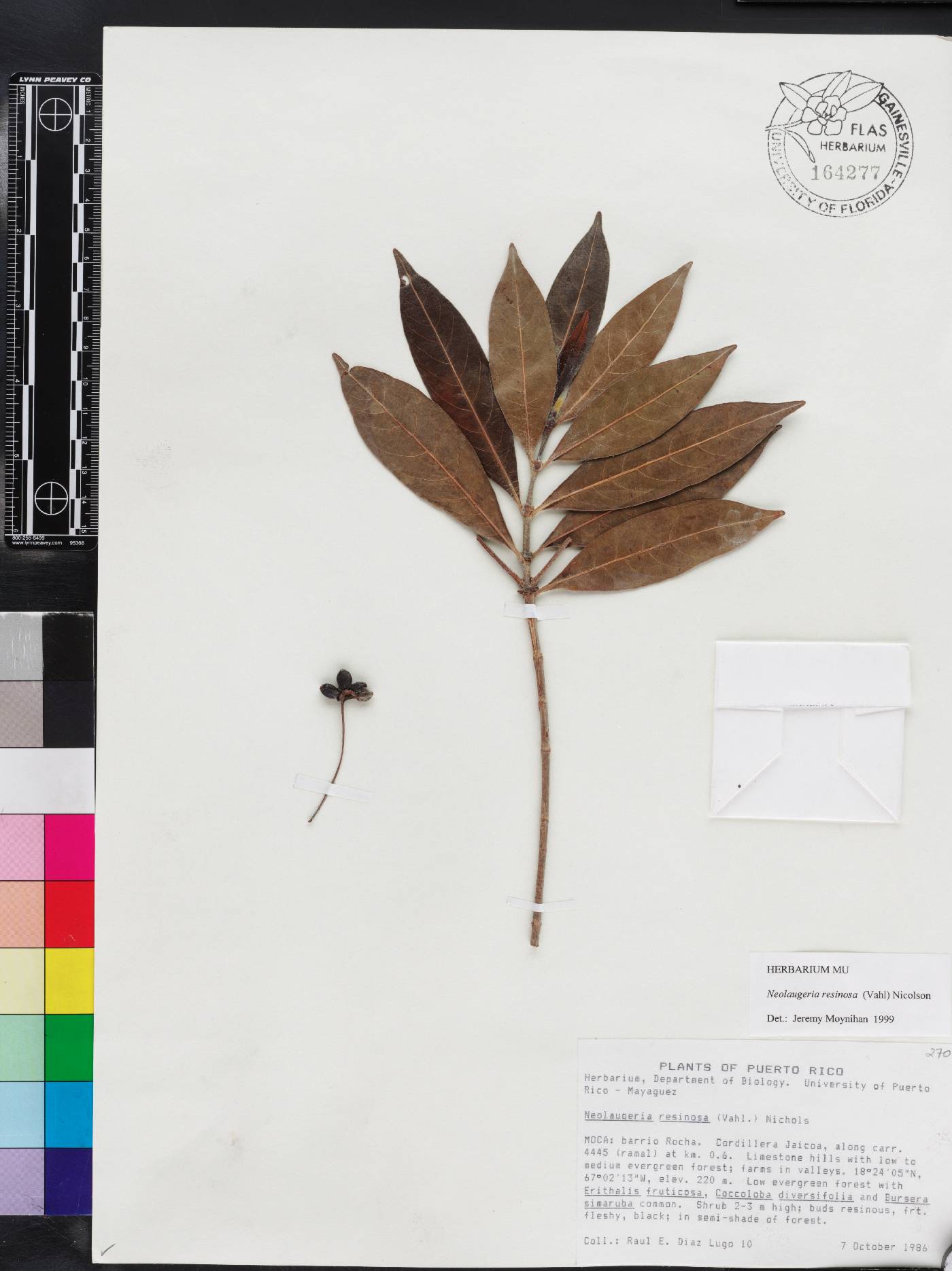 Neolaugeria resinosa image