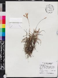 Tillandsia recurvata image