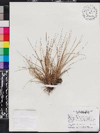 Tillandsia setacea image