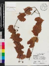 Vitis munsoniana image