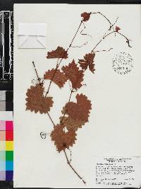 Vitis munsoniana image