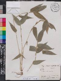 Lithachne pauciflora image