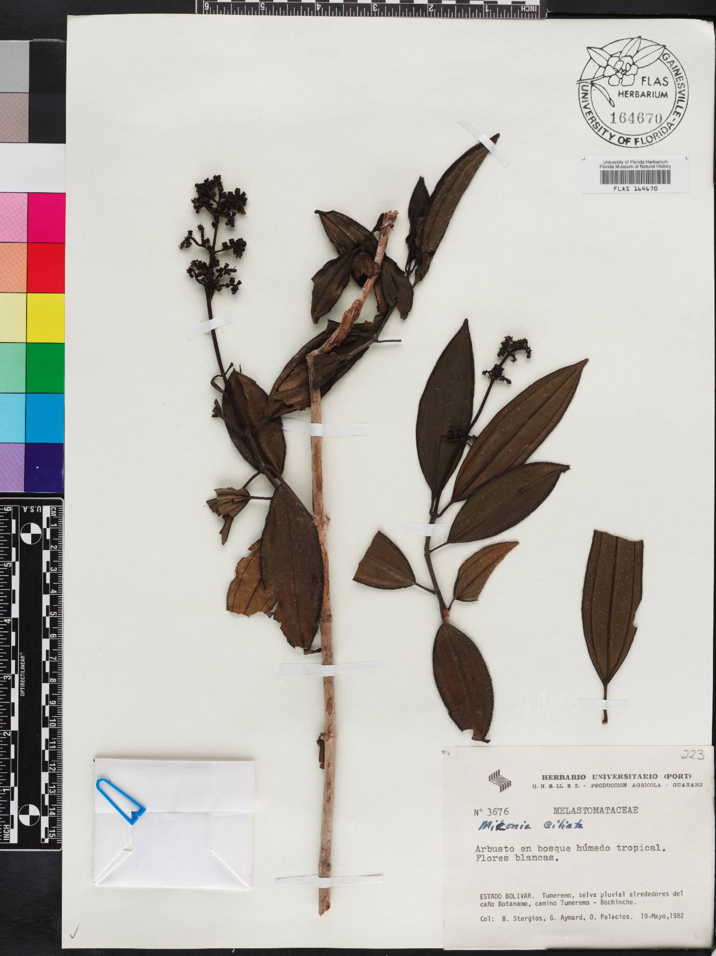 Miconia ciliata image