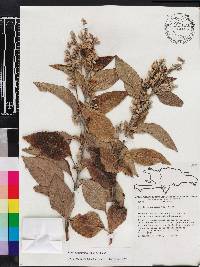 Image of Salvia bahorucona