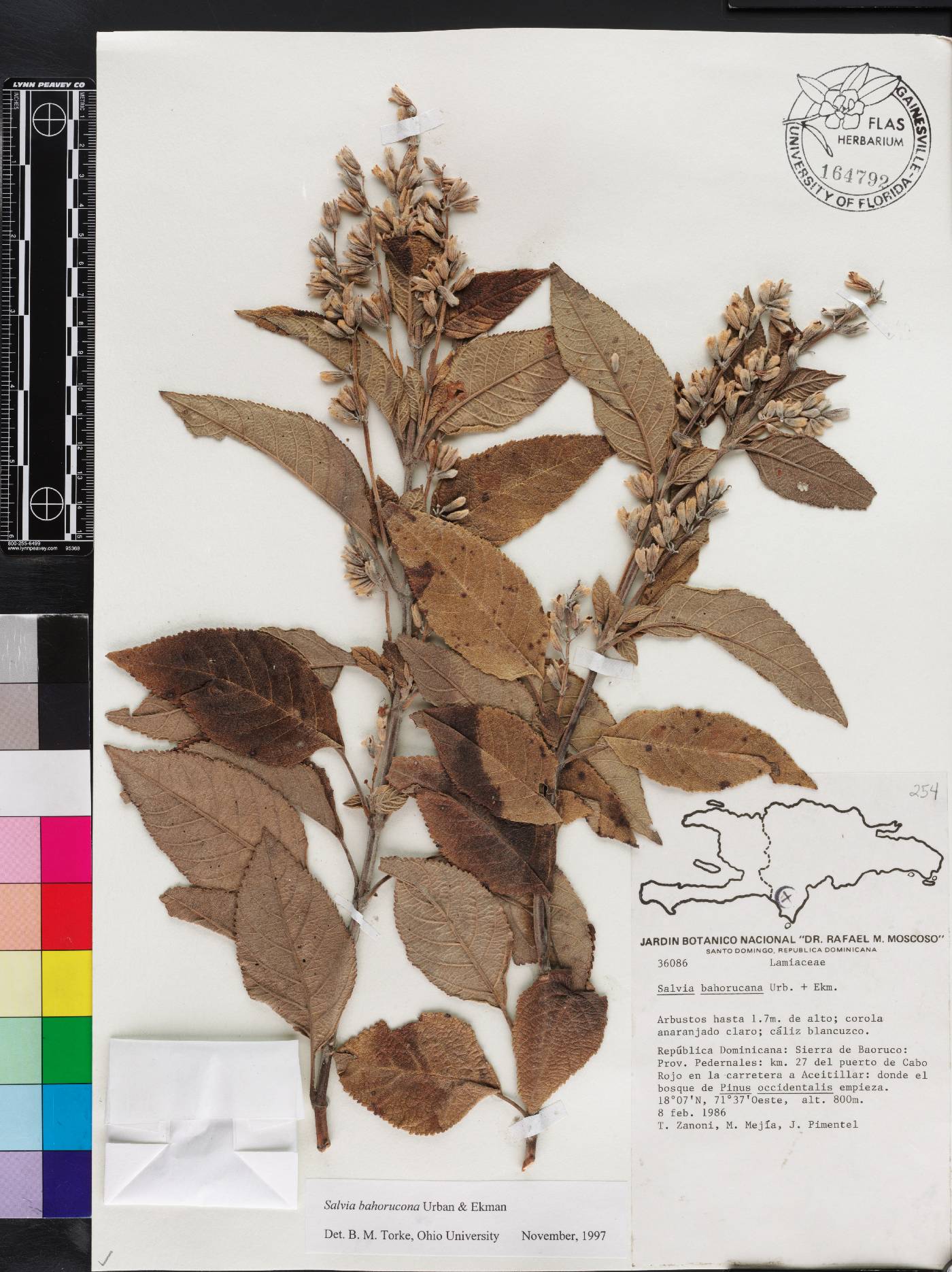 Salvia bahorucona image