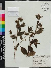 Chaetogastra longifolia image