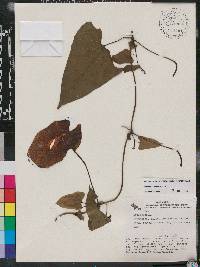 Aristolochia odoratissima image