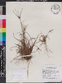 Cyperus retrorsus image