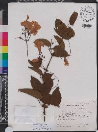 Bignonia diversifolia image