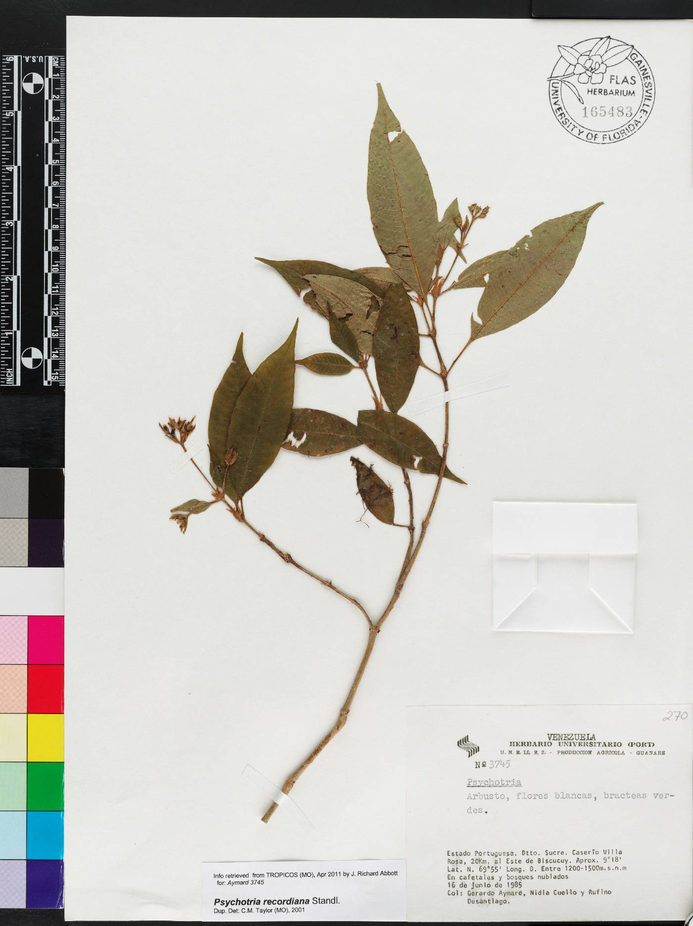 Psychotria recordiana image