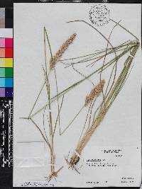 Poa arachnifera image