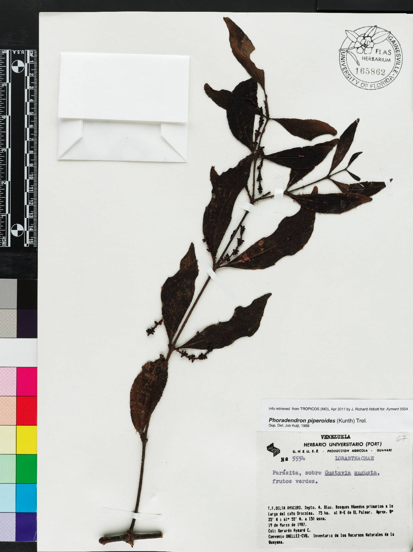 Phoradendron piperoides image