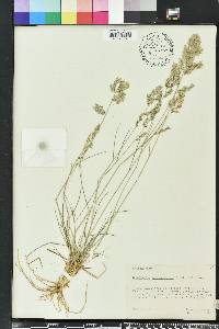 Eragrostis secundiflora image