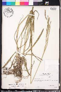 Paspalum urvillei image