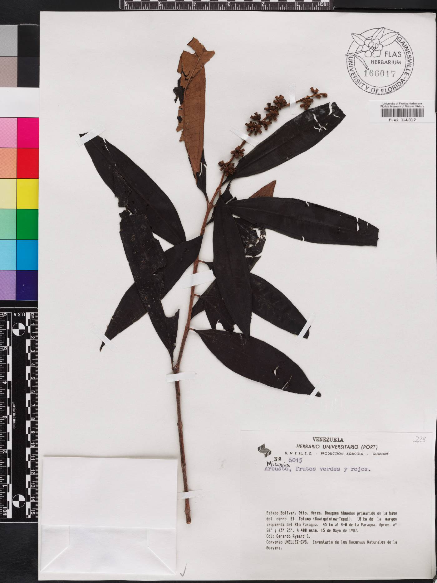 Miconia aplostachya image