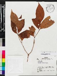 Palicourea subcuspidata image