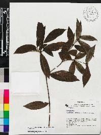 Psychotria iodotricha image