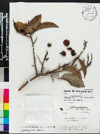 Image of Eschweilera tenuifolia