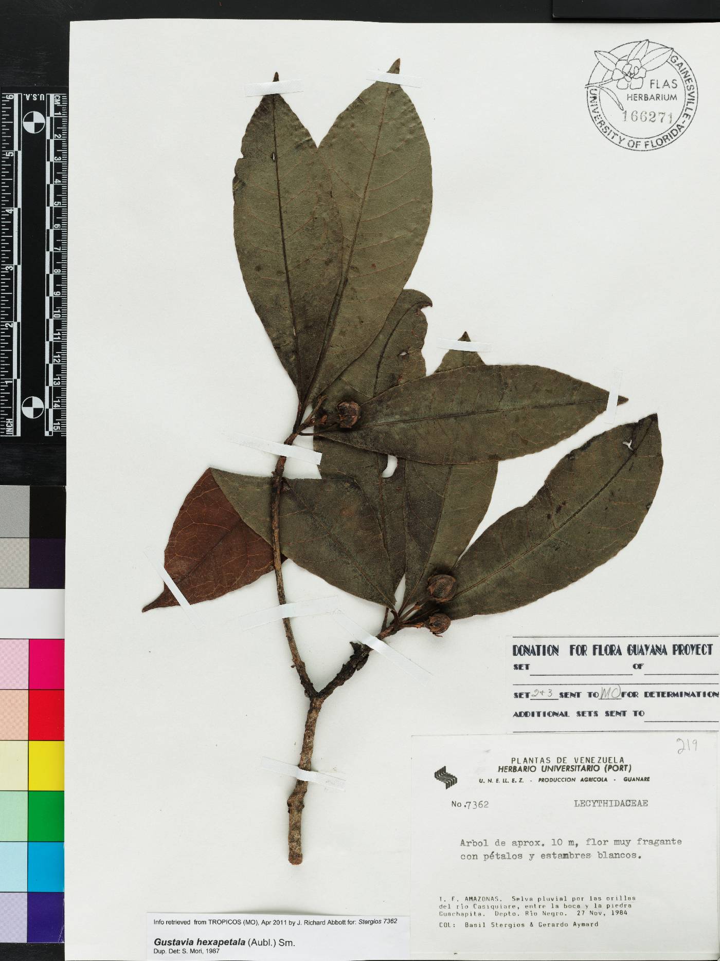 Gustavia hexapetala image