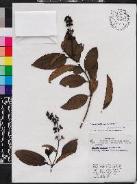 Miconia ciliata image