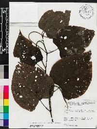 Piper marginatum image