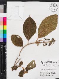 Miconia conospeciosa image