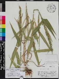 Urochloa texana image