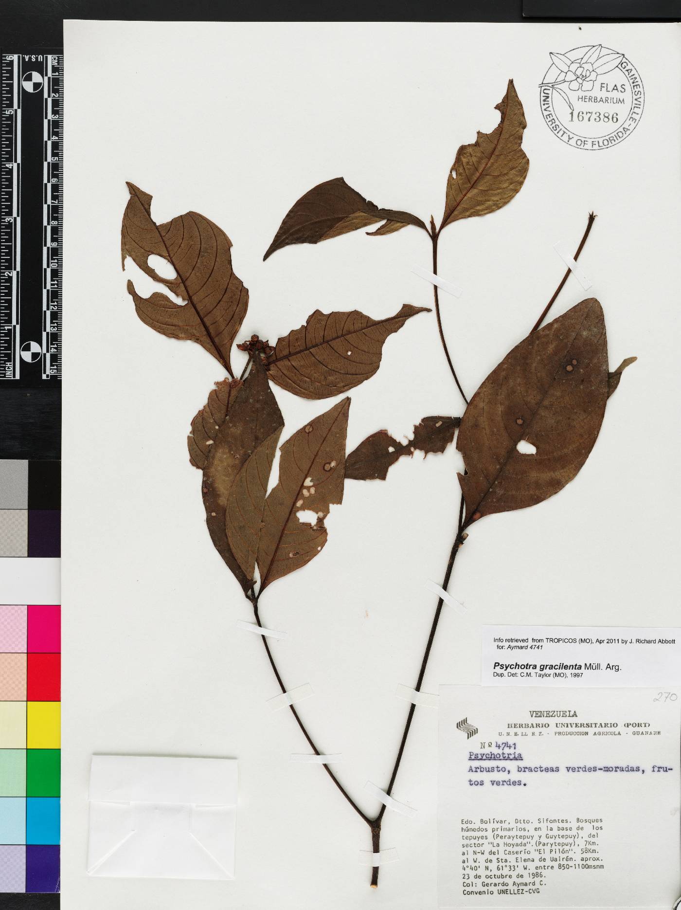 Psychotria gracilenta image