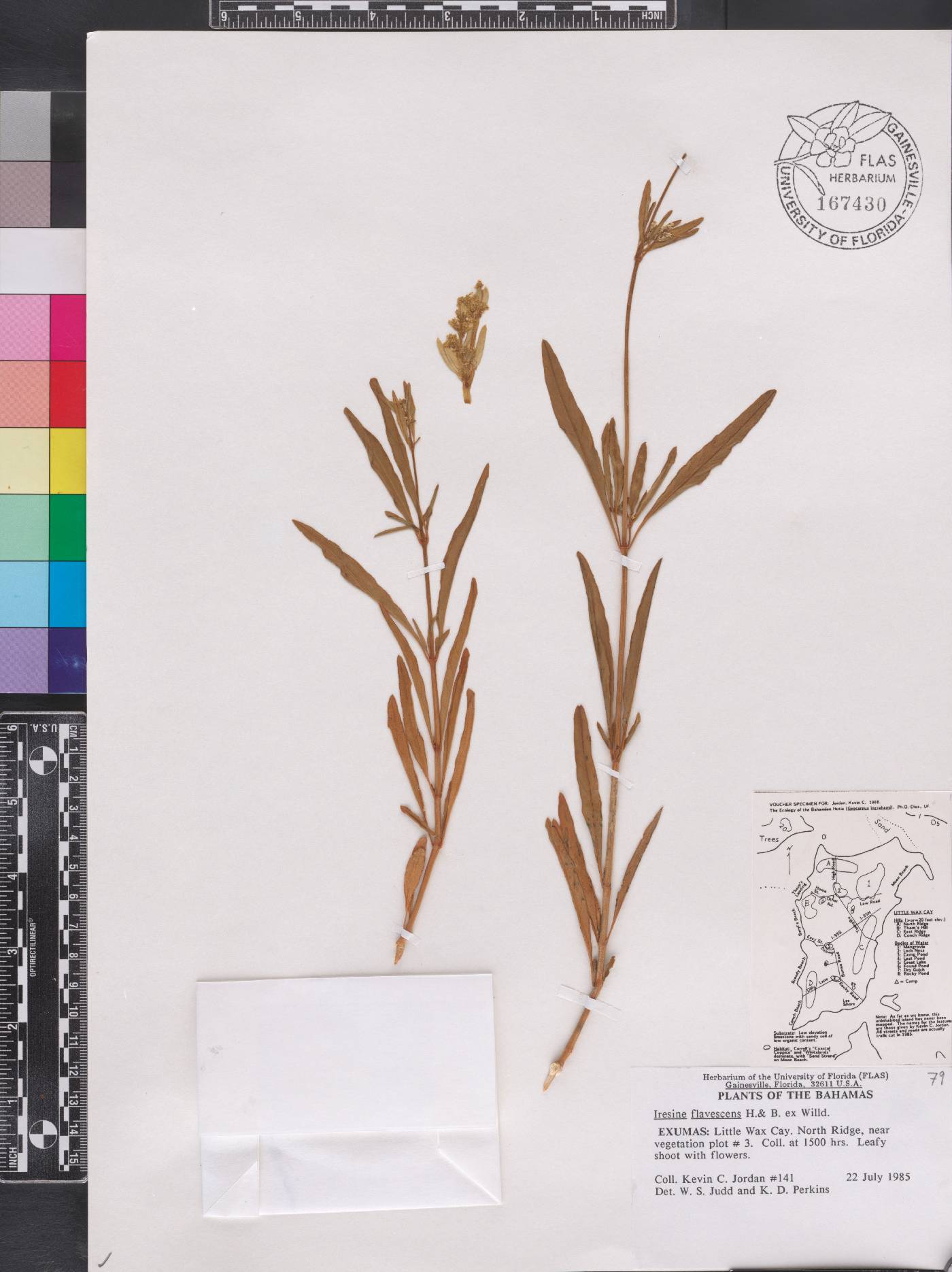Iresine flavescens image