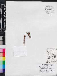 Rachicallis americana image