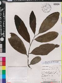 Diospyros nigra image