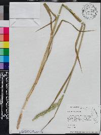 Phalaris angusta image