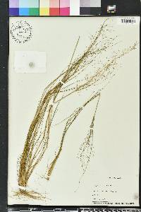 Eragrostis lugens image