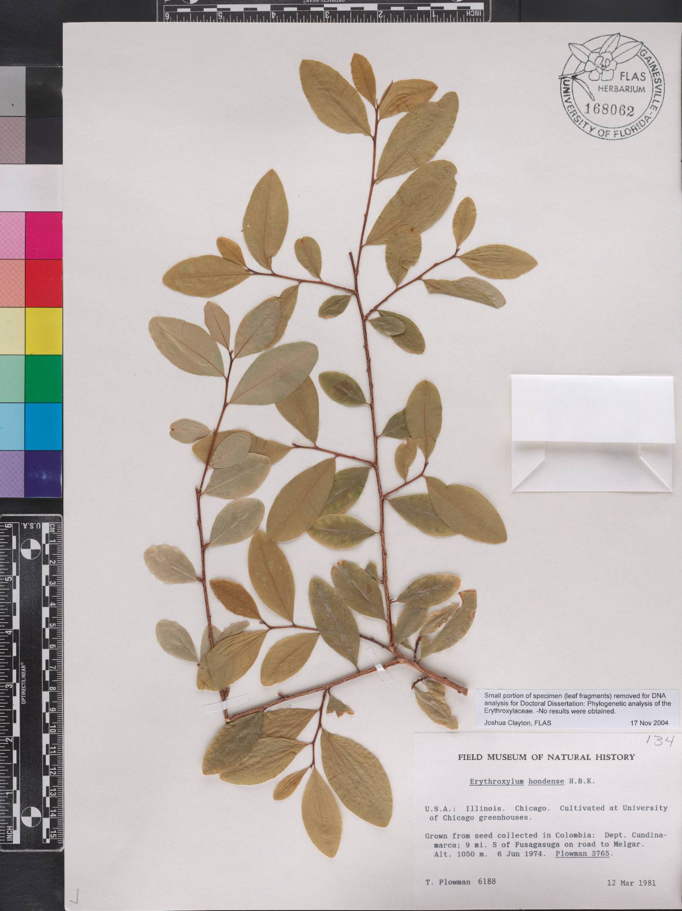 Erythroxylum hondense image