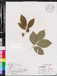 Stewartia malacodendron image