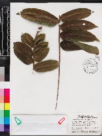 Zanthoxylum martinicense image
