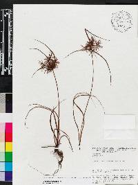 Cyperus filiformis image