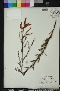 Polygonella fimbriata image