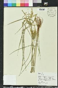 Cyperus iria image