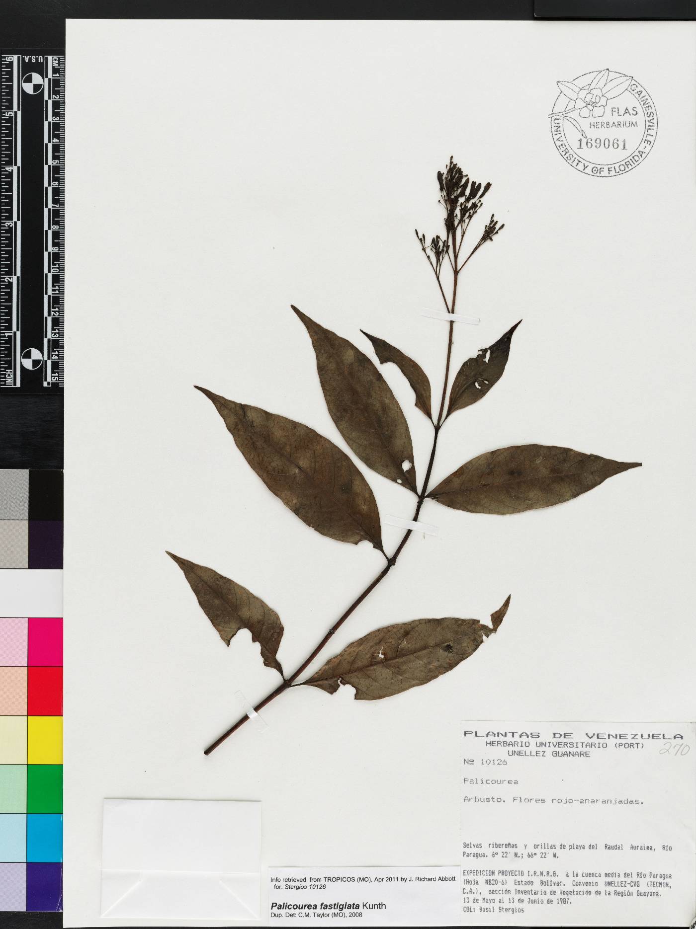 Palicourea fastigiata image
